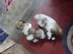 Shih Tzu Puppy