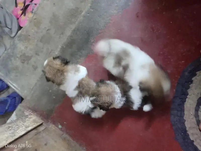 Shih Tzu Puppy