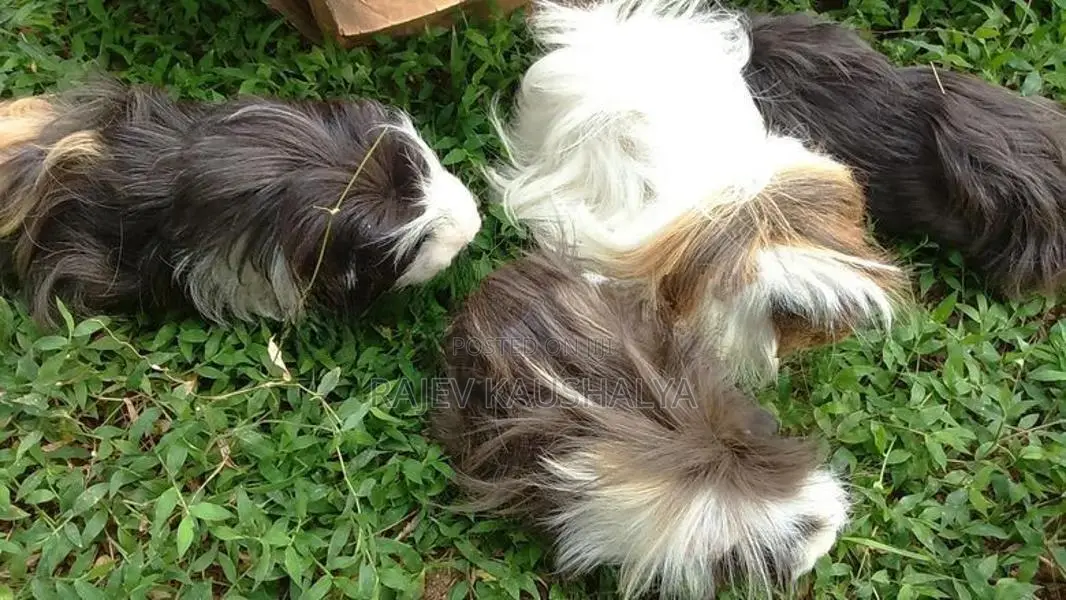 Long Hair Guinea Pigs