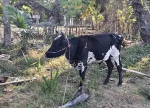 Male Cow