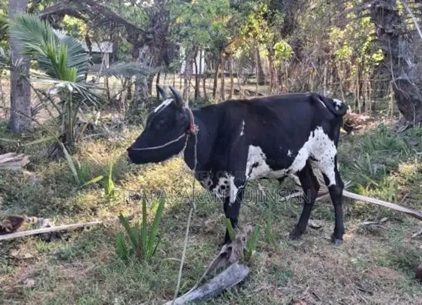 Male Cow