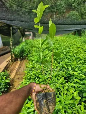 තේ පැළ