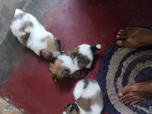 Shih Tzu Puppy