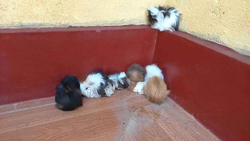 Long Hair Guinea Pigs