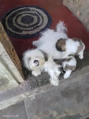 Shih Tzu Puppy