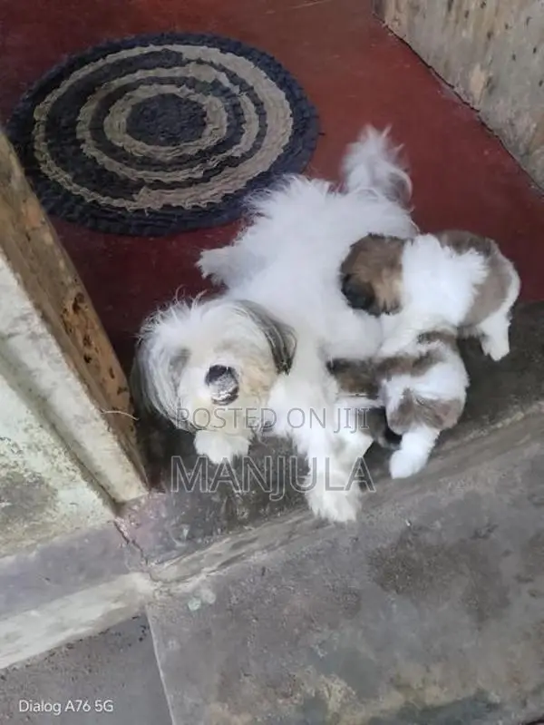 Shih Tzu Puppy