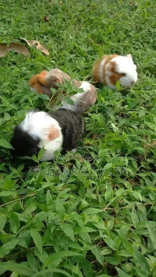 Long Hair Guinea Pigs