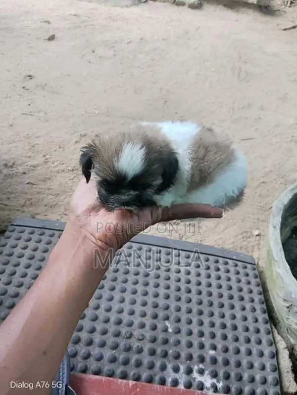 Shih Tzu Puppy
