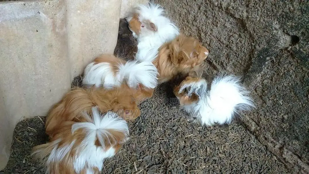 Long Hair Guinea Pigs