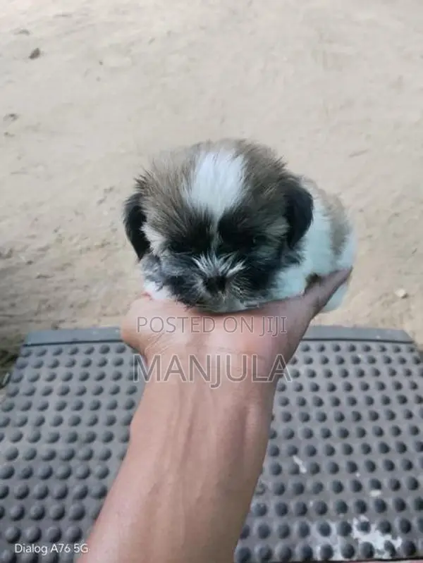 Shih Tzu Puppy
