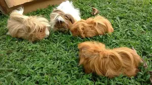 Long Hair Guinea Pigs