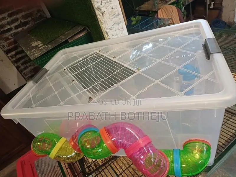 Hamster Cage Setup