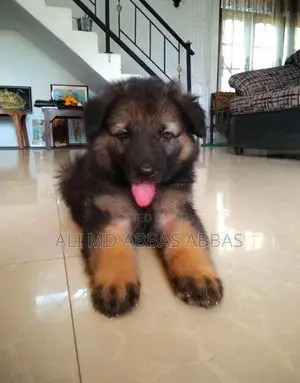 Garman Shepherd Puppy