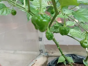 Green House