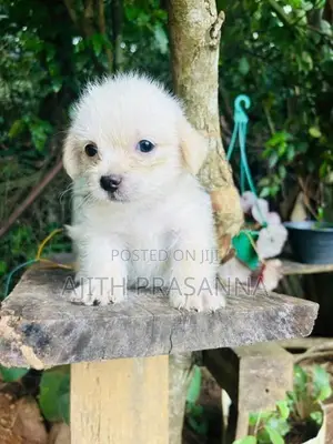 Shih Tzu Puppy