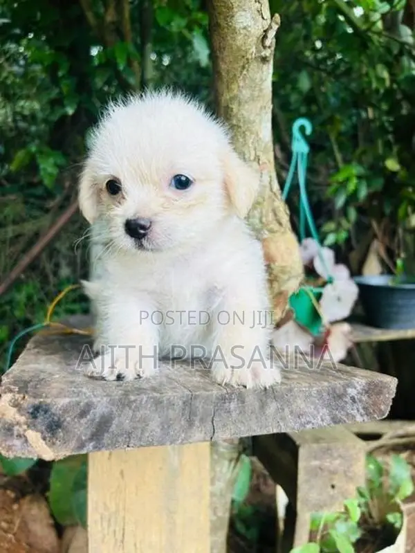 Shih Tzu Puppy