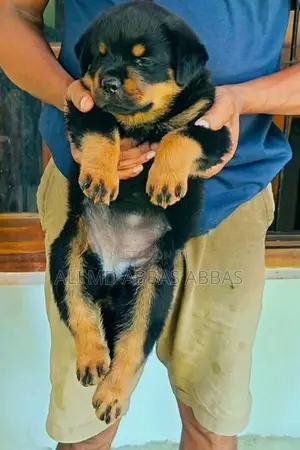 Rottweiler Puppies