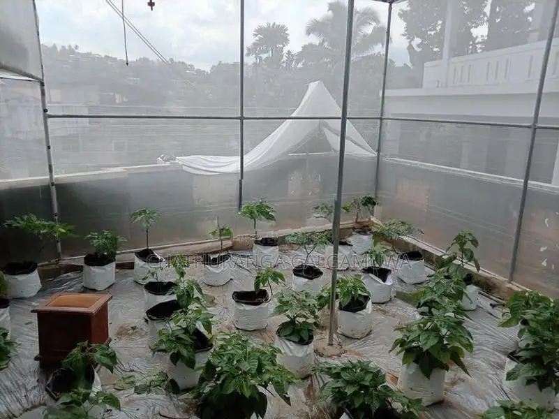 Green House