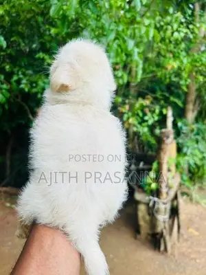 Shih Tzu Puppy