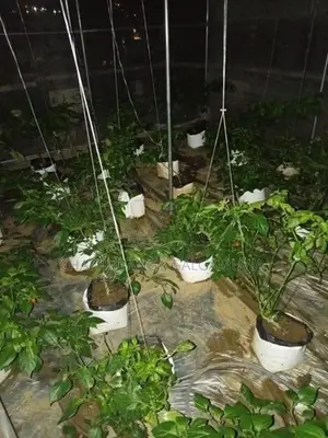 Green House