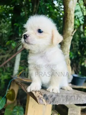 Shih Tzu Puppy
