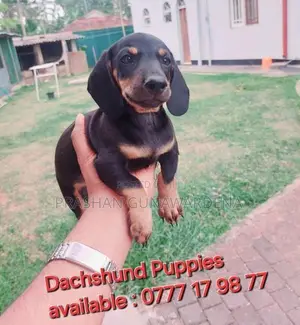 Dachshund Puppies