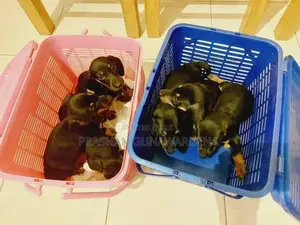 Dachshund Puppies