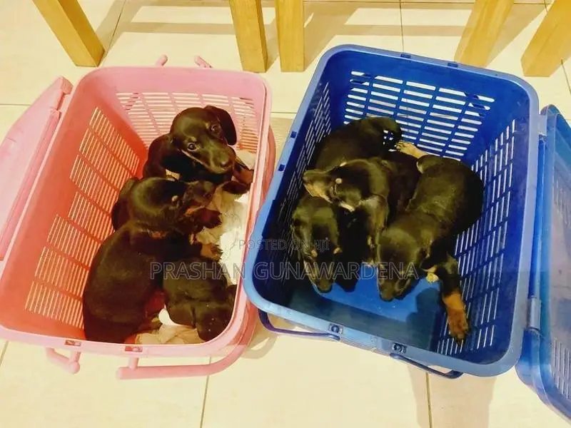 Dachshund Puppies
