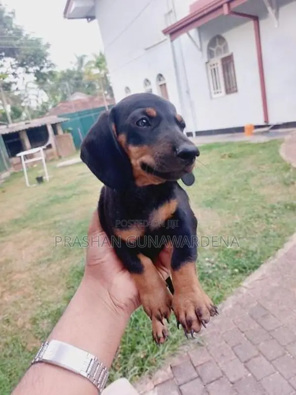 Dachshund Puppies