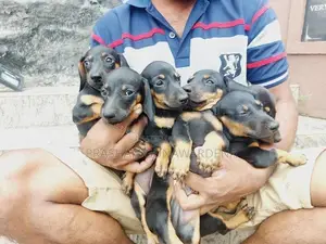 Dachshund Puppies