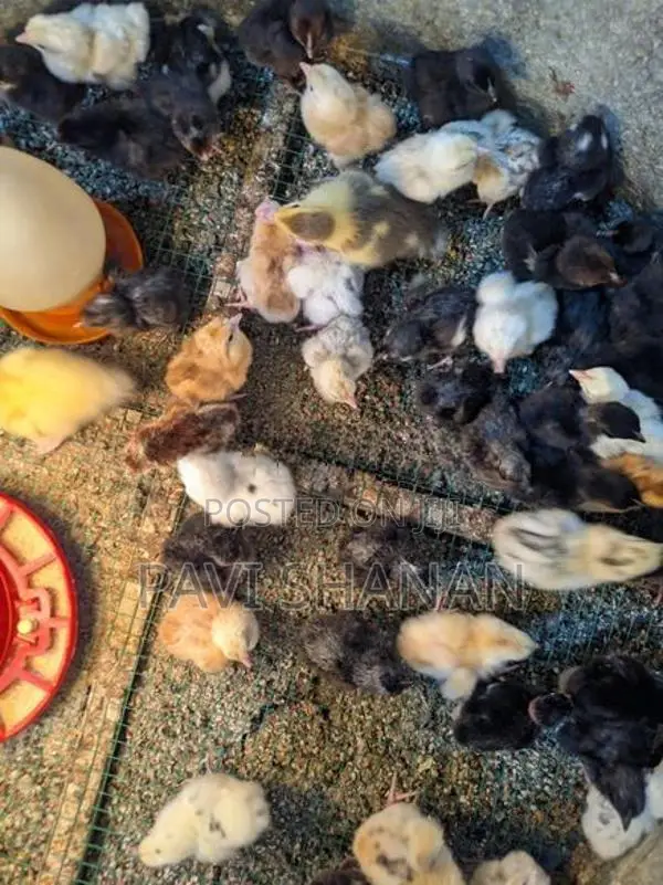 நாட்டுக்கோழி குஞ்சு