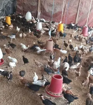 கோழிக்குஞ்சுகள்