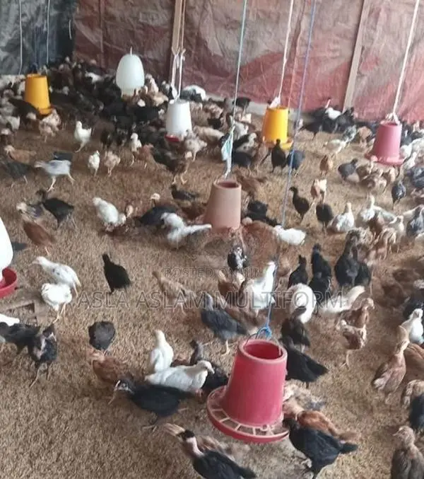 கோழிக்குஞ்சுகள்