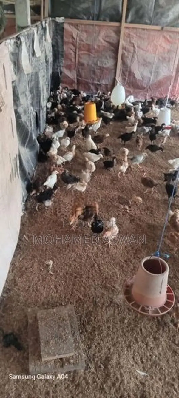 நாட்டுக்கோழி குஞ்சு