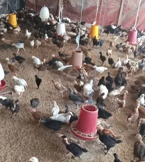 நாட்டுக்கோழி குஞ்சு