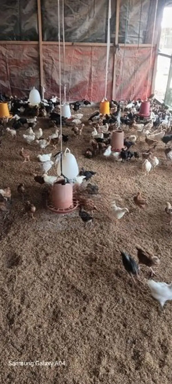 கோழிக்குஞ்சுகள்