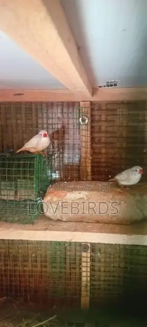 Finches Birds