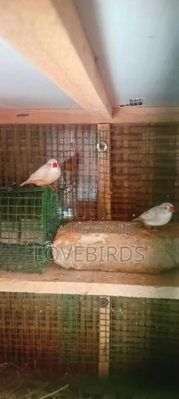 Finches Birds