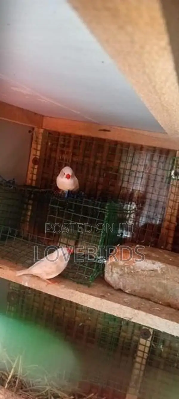 Finches Birds