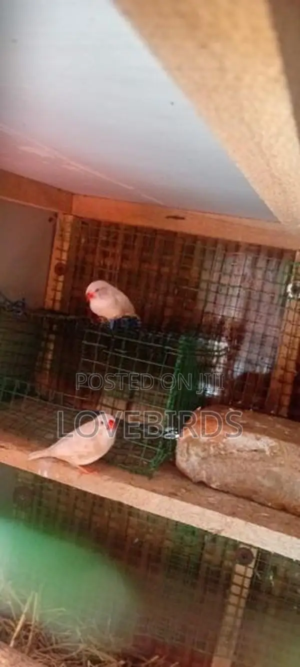 Finches Birds