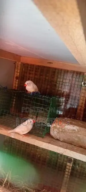 Finches Birds
