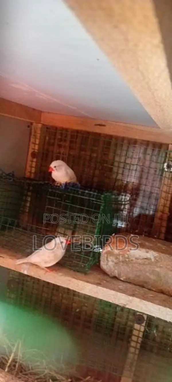 Finches Birds