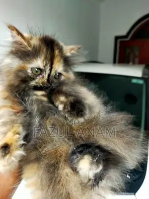 Persian Kitten