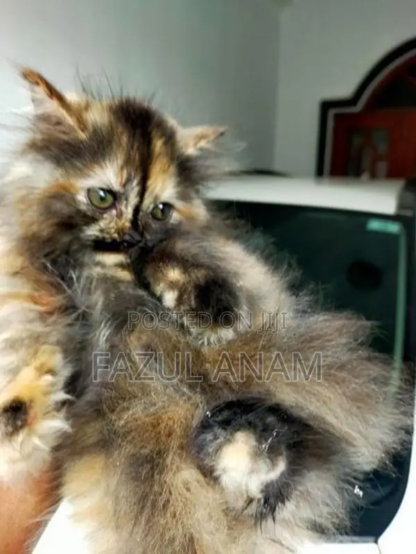 Persian Kitten