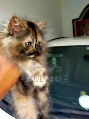 Persian Kitten