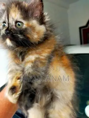Persian Kitten