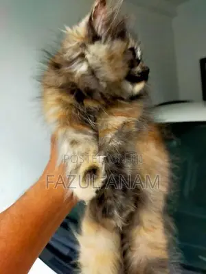 Persian Kitten