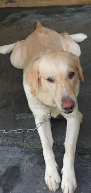 Labrado female dog