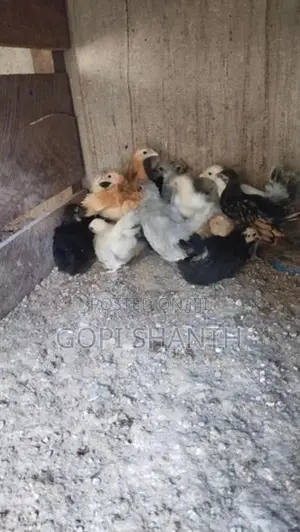 Rooster Chicks