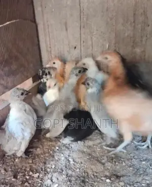 Rooster Chicks
